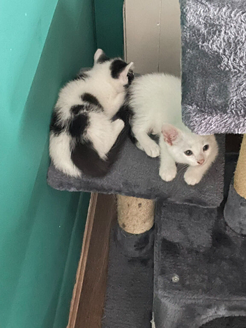 Kittens for sale