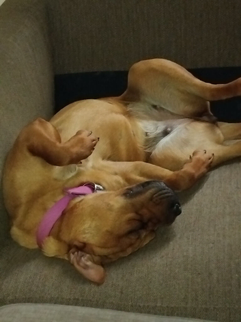 Sharpai x rottweiler