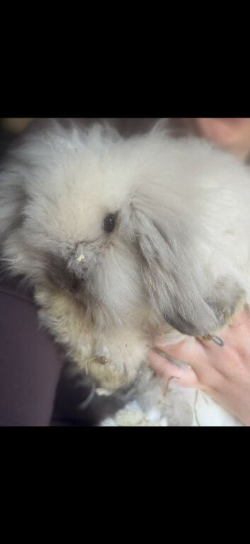 Mini lion lop seal point girl
