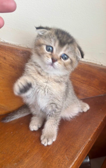 Adorable Scottish fold kittens