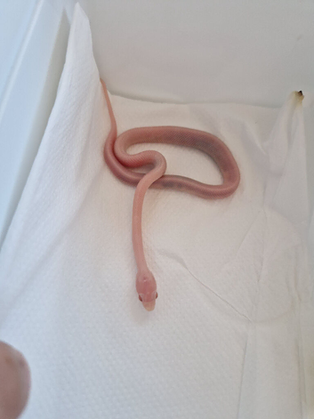 Rare blizzard cornsnake