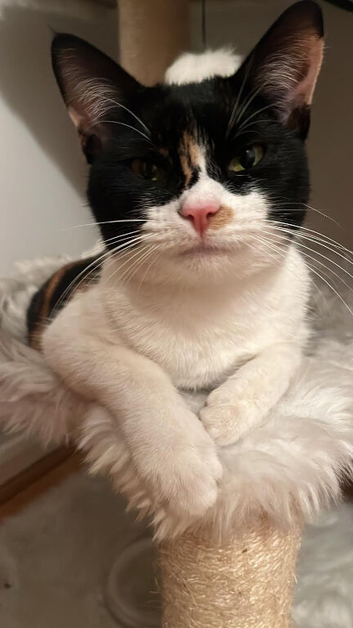 Lovely domestic shorthair