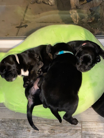 Staffweiler PUPPIES
