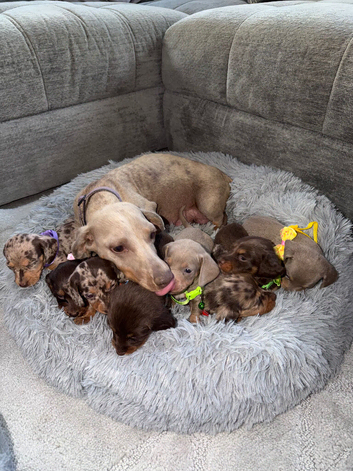 Miniature Dachshund Puppies for Sale