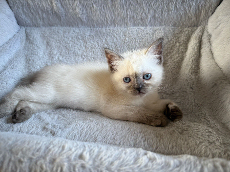 5 ragdoll kittens READY NOW