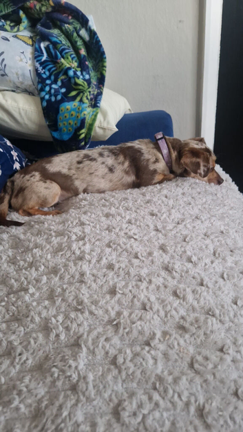 Miniture Chiweenie Dapple