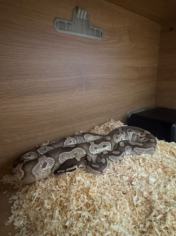 Snake & Viv for sale