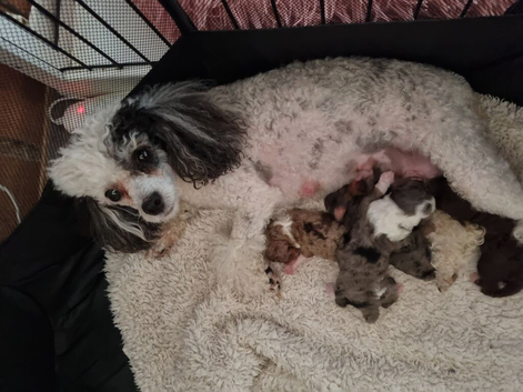 Merle toy poodle pups