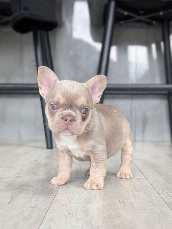 Amazing quality french bulldogs