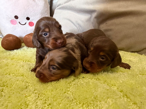 Miniature long haired dachshund