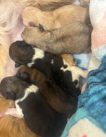 Pomeranian puppies