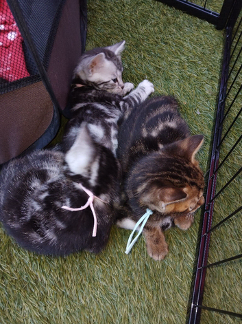 6 bengal kittens