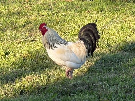 Sussex cockerel