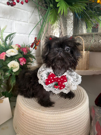 Imperial Shih Tzu Blue