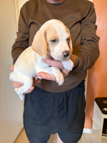 5 beagle pups,ready to leave now