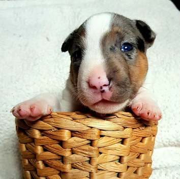 3 years Old AKC & KC Registered Miniature English bull terrier Boy