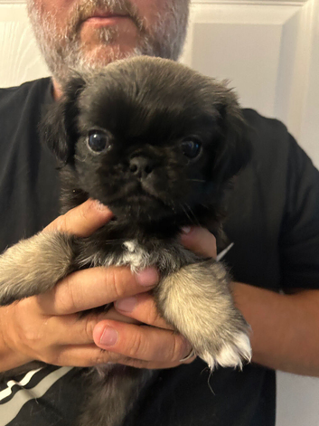 Beautiful Pug Puppies