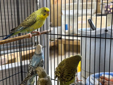 Black wing budgies available