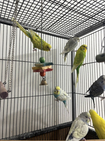 *Baby Budgies available &pound;75 a pair*