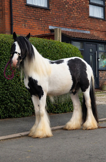 Black& white cob colt