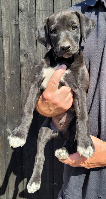 Labrador x whippet pup.