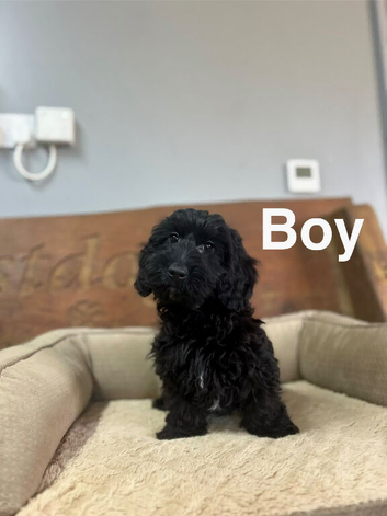 Daxiepoo black and black tan girls and boys ready now