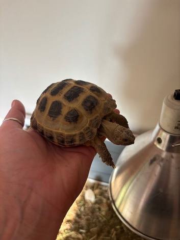 Horse field tortoise