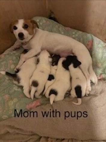 Jack Russel pups ready now