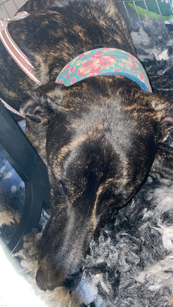 Greyhound puppy