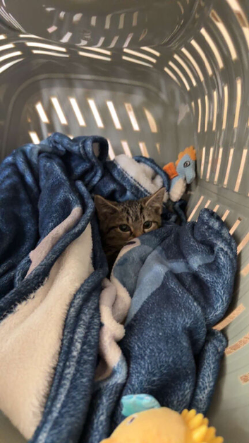 tabby kitten