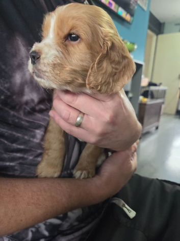 5 Beautiful boy Cocker spaniels