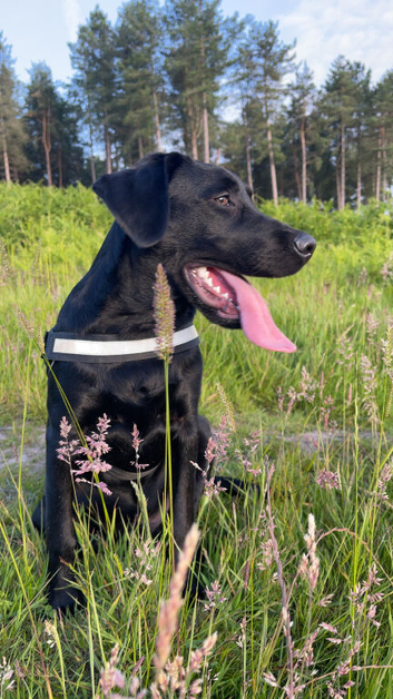 Black Labrador