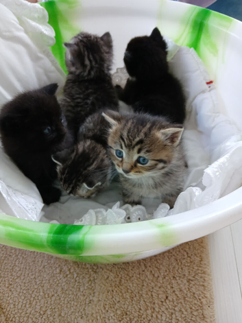 Gorgeous bengal x Persian kittens