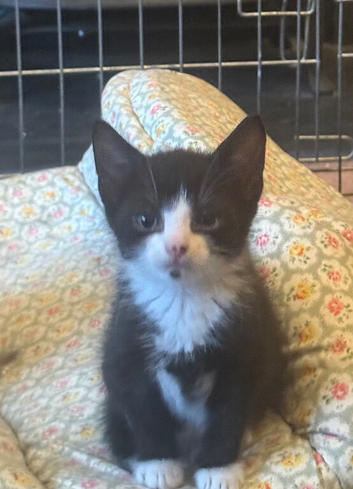 Last Adorable Boy Kitten Left, Ready 11th July