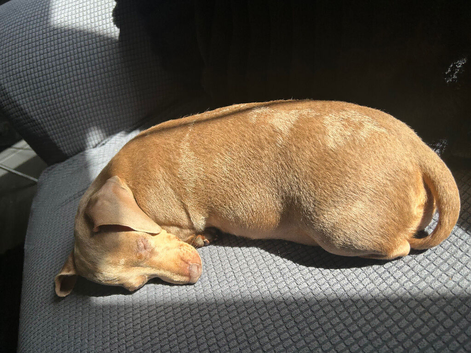 3 year old dachshund female