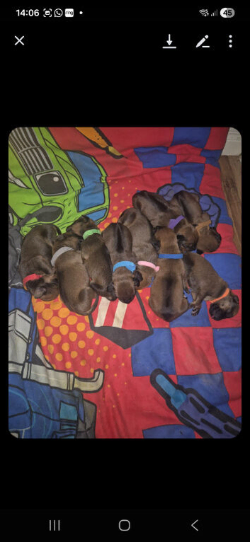 Rhodesian ridgeback pups