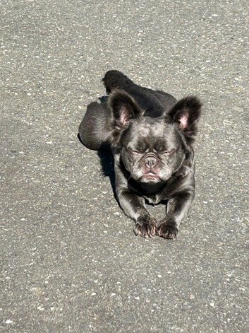 Ziggy is urgently looking for a new home
