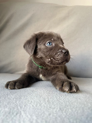 BLUE CANE CORSO PUPPIES FOR SALE
