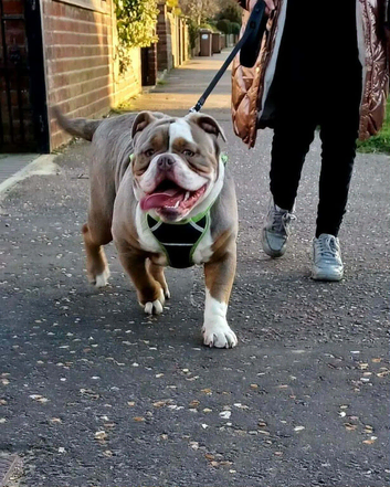 Old English Bulldog needing loving new home.