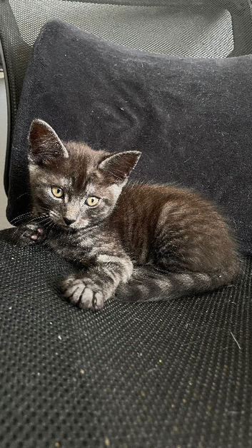 1 kitten