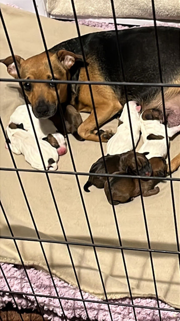 Jack Russell x parson Russell pups