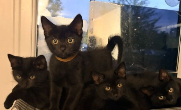 Lovely chocolate brown British shorthair kittens