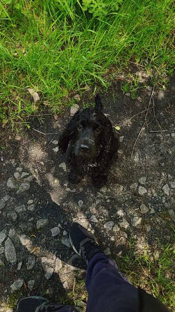 KC Cocker Spaniel for stud