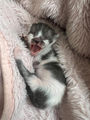 FEMALE Kitten needing a new home in 8 weeks !