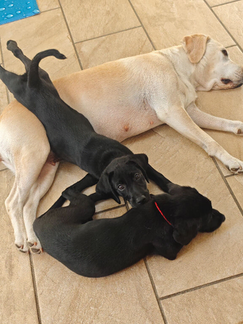 Stunning Black & Yellow Labrador Puppies