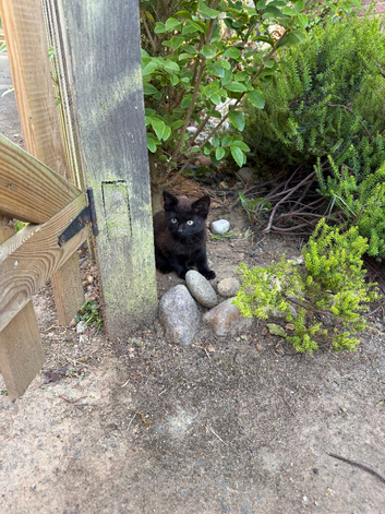 Kittens