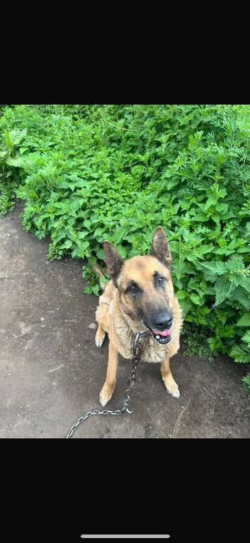 Mali Dog
