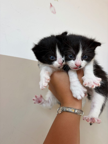 Kittens