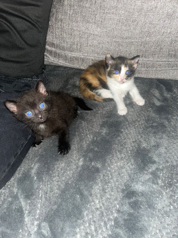 2 beautiful girls kittens