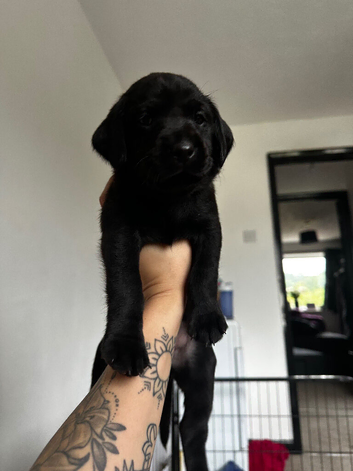 KC Registered Black Lab pups